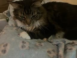 Clementine  Cleo-Pawtra image 2