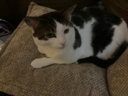 Clementine  Cleo-Pawtra image 3