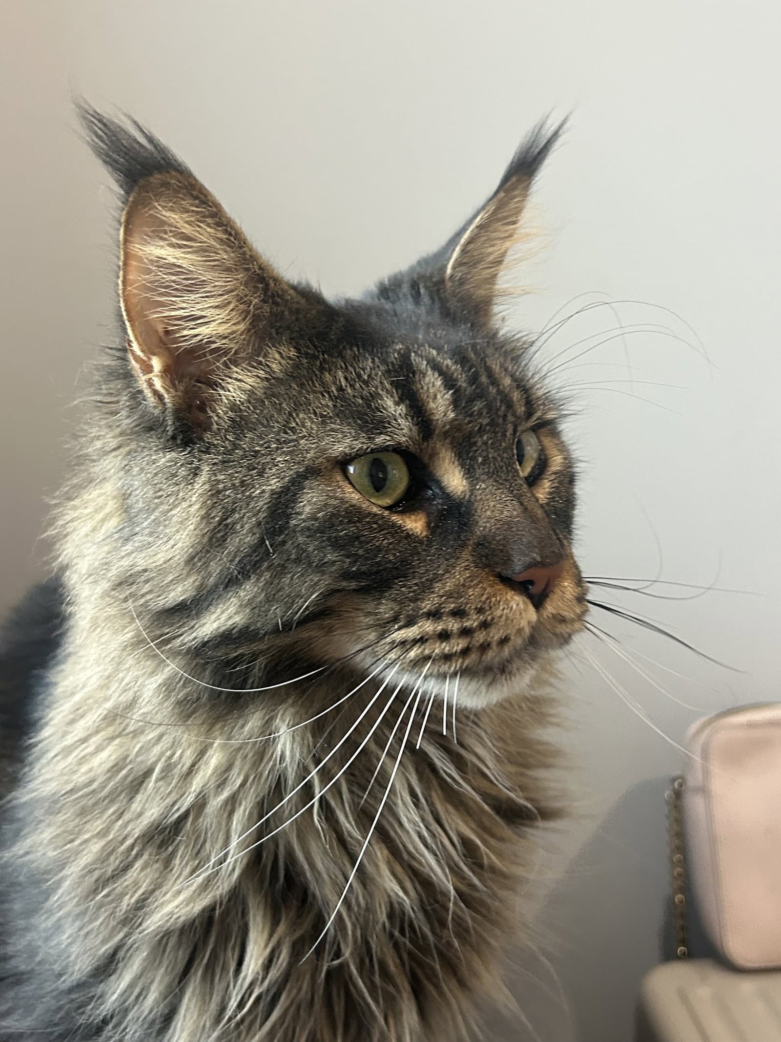 Paul - Maine Coon