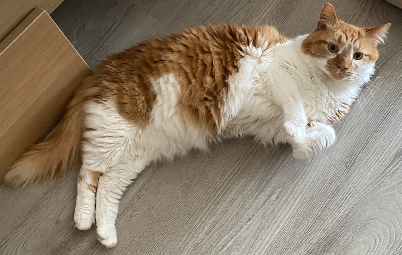 Spock - Maine Coon