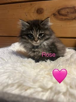 Rose image 1