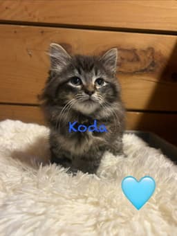 Koda image 1