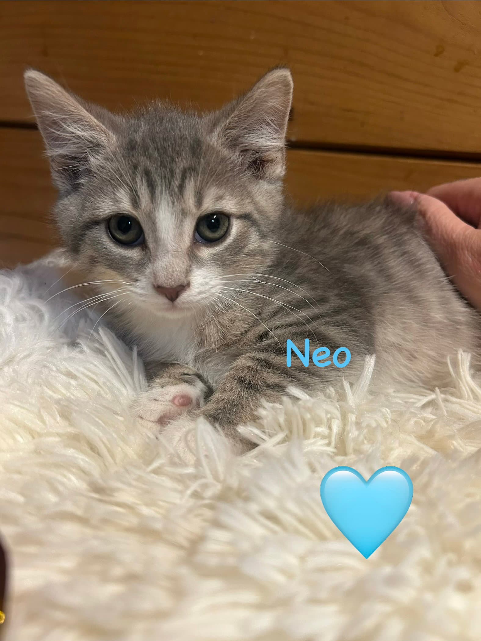 Neo - Domestic Short Hair
