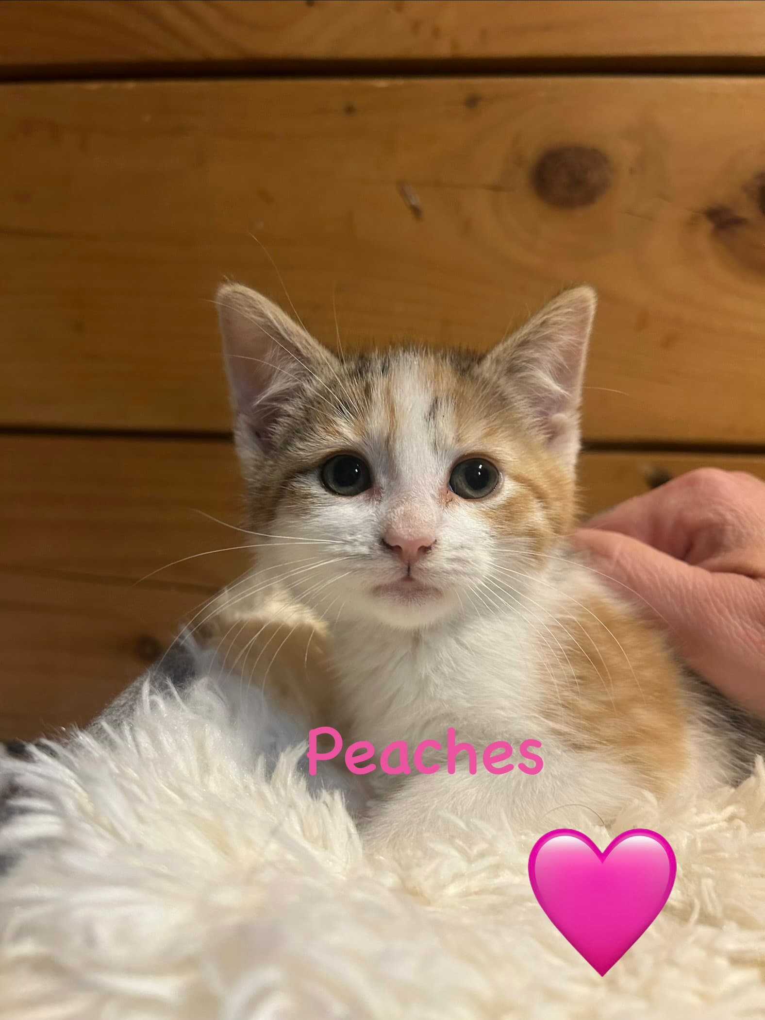 Peaches - Domestic Short Hair