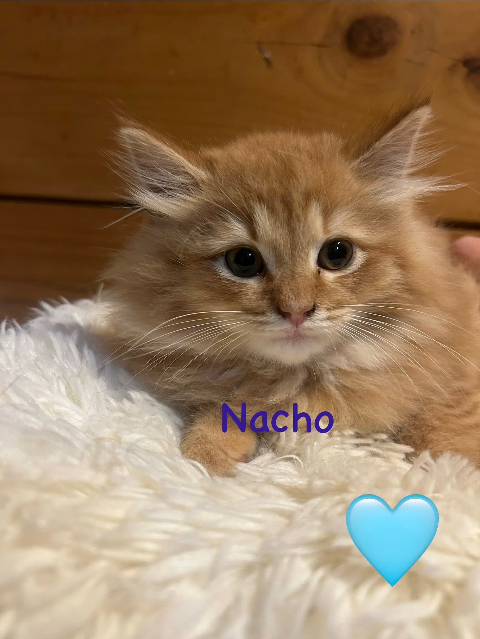 Nacho - Maine Coon