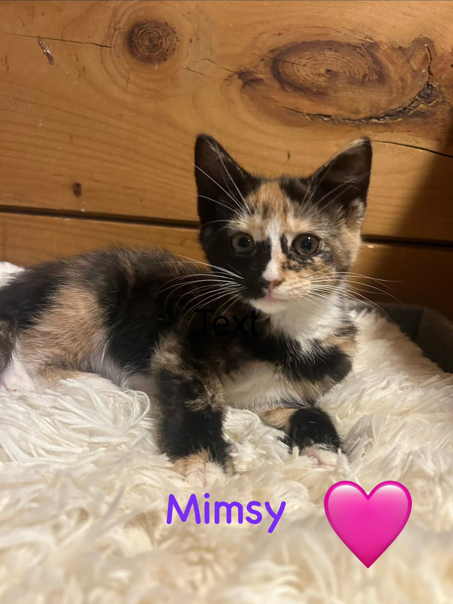 Mimsy - Domestic Short Hair