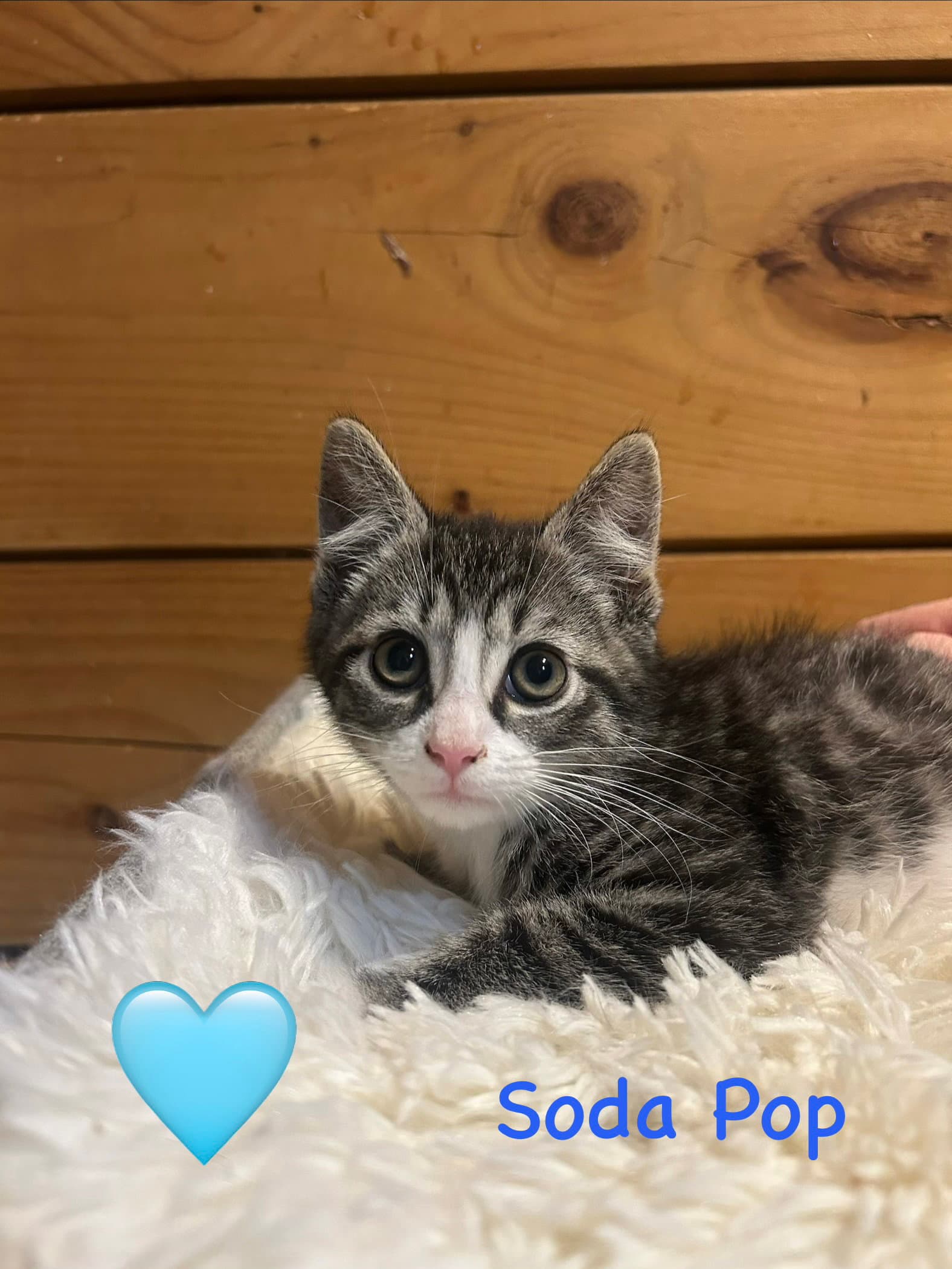 Soda Pop - Domestic Short Hair