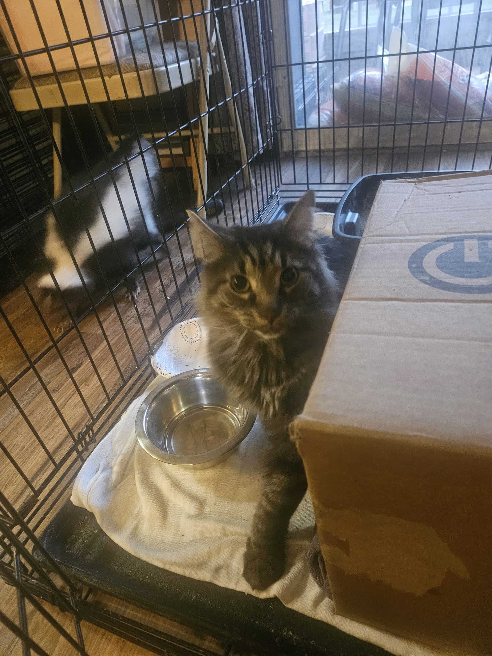 Dimples - Domestic Long Hair