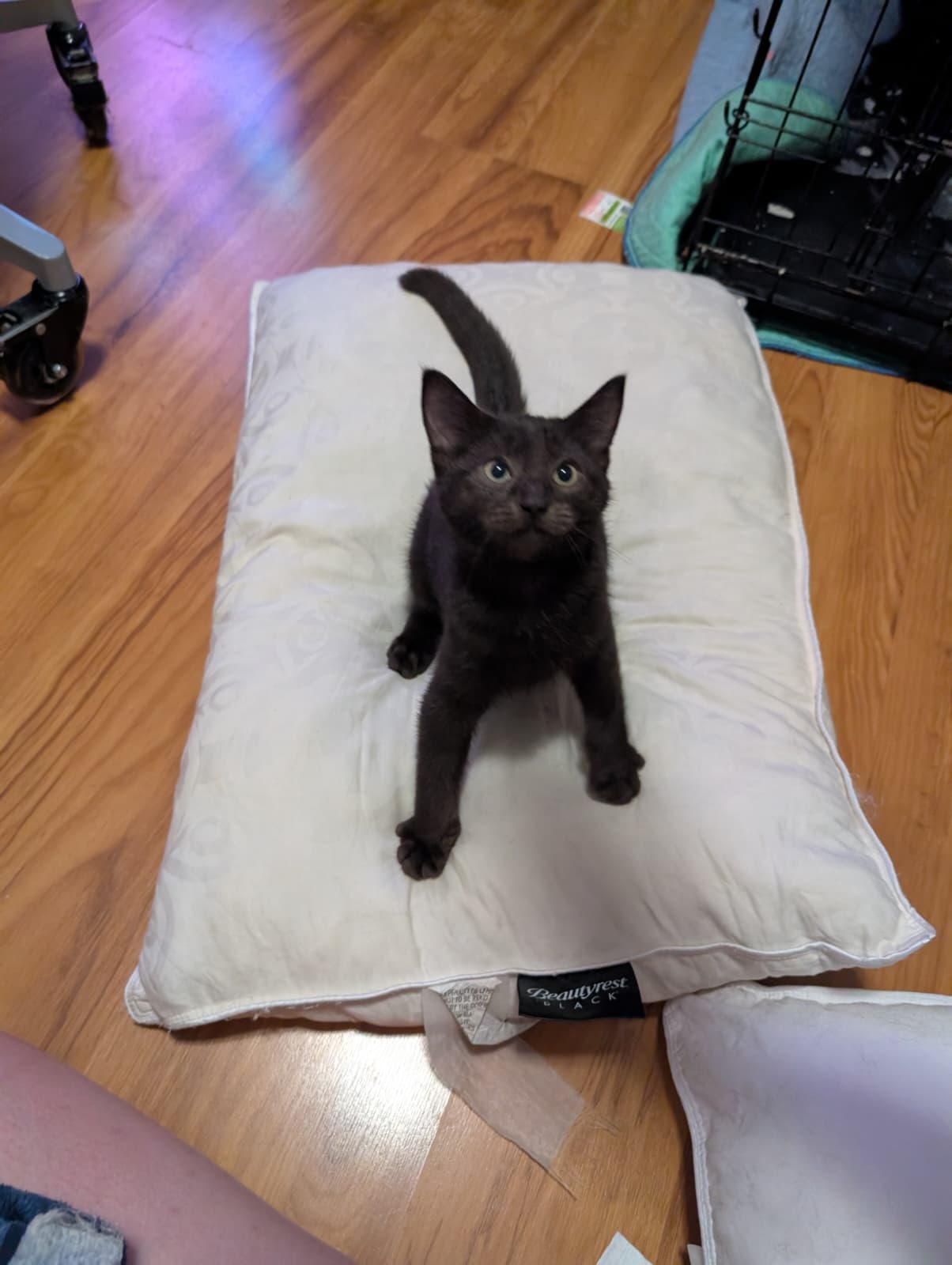 Lemmy - Domestic Medium Hair