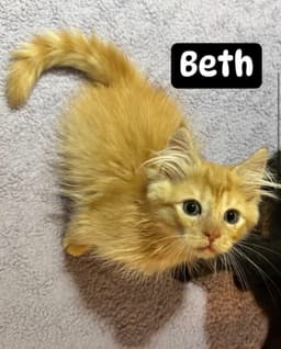 Beth image 2