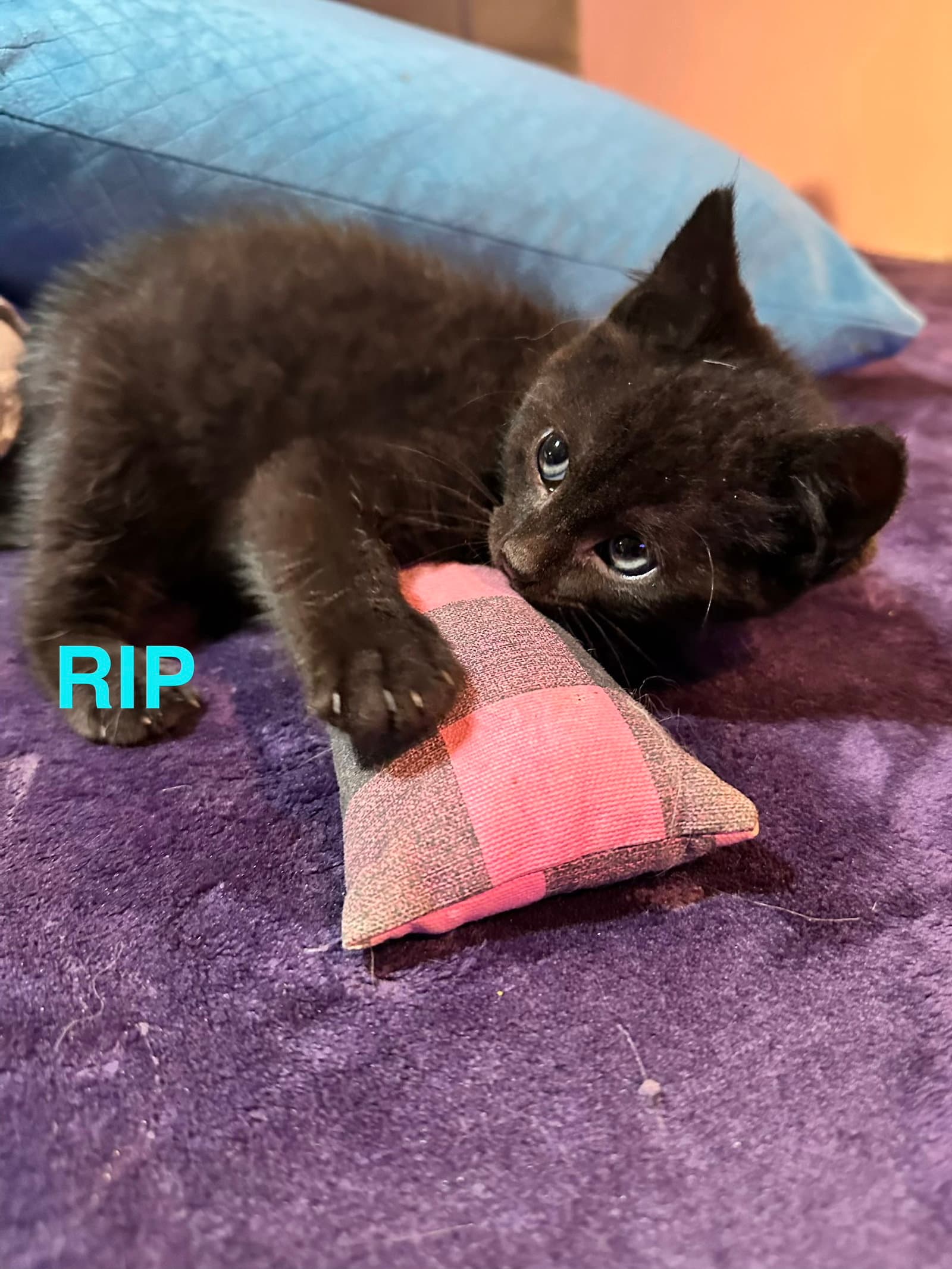 Ripp - Domestic Short Hair
