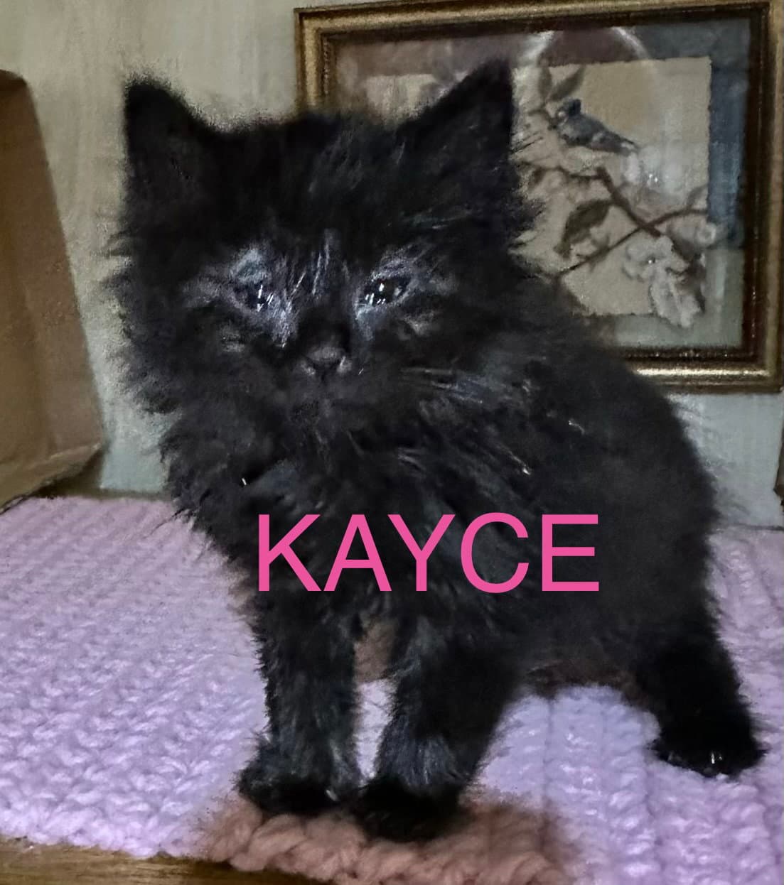 Kayce - Domestic Long Hair