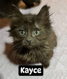 Kayce image 2