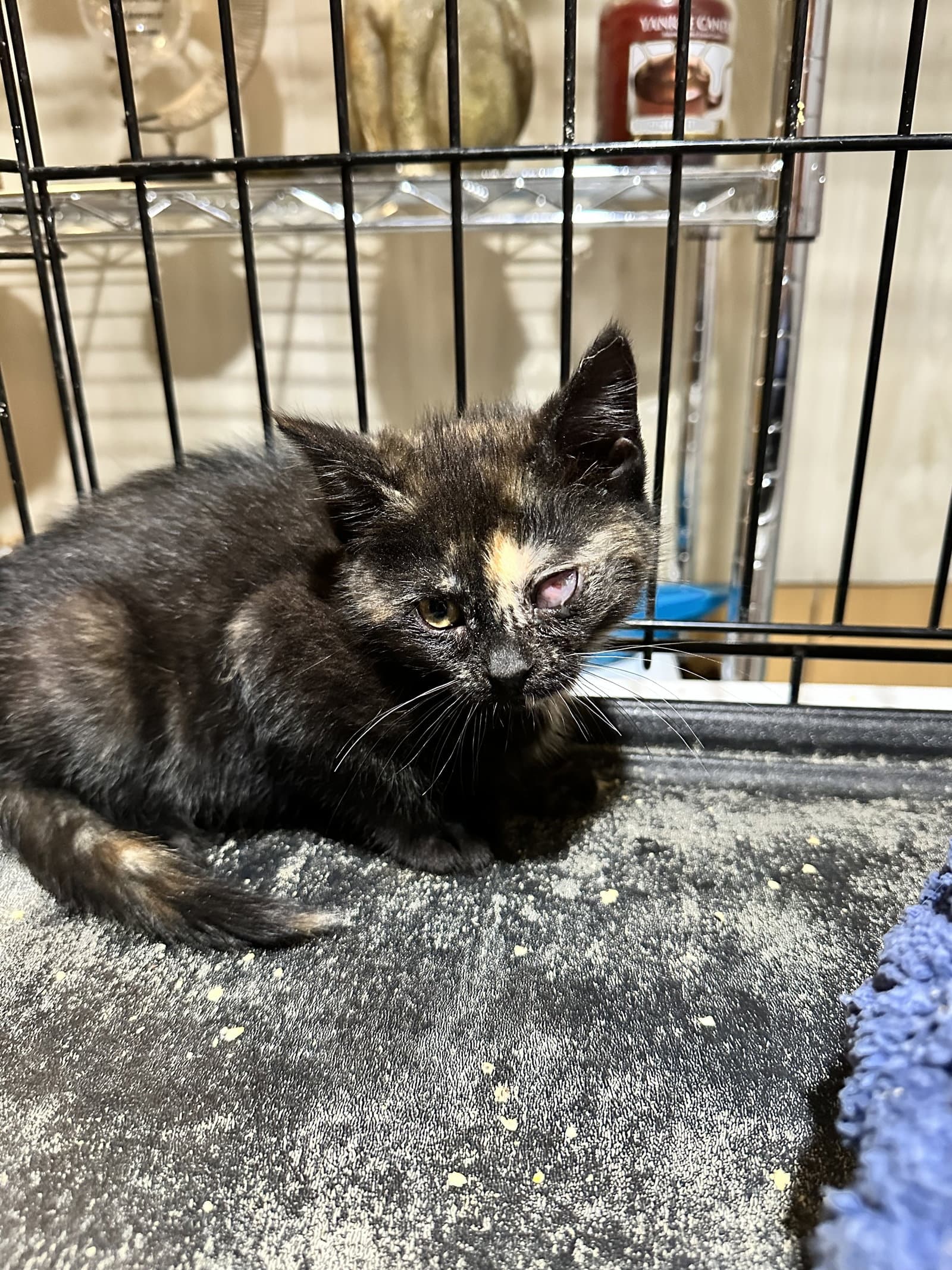Monica - Domestic Medium Hair