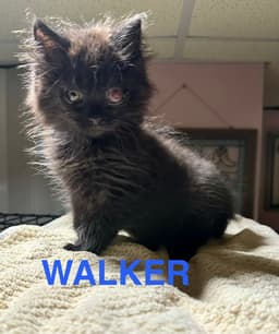 Walker image 3
