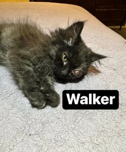 Walker image 1