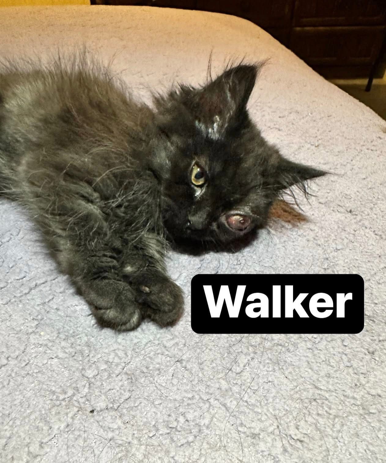 Walker