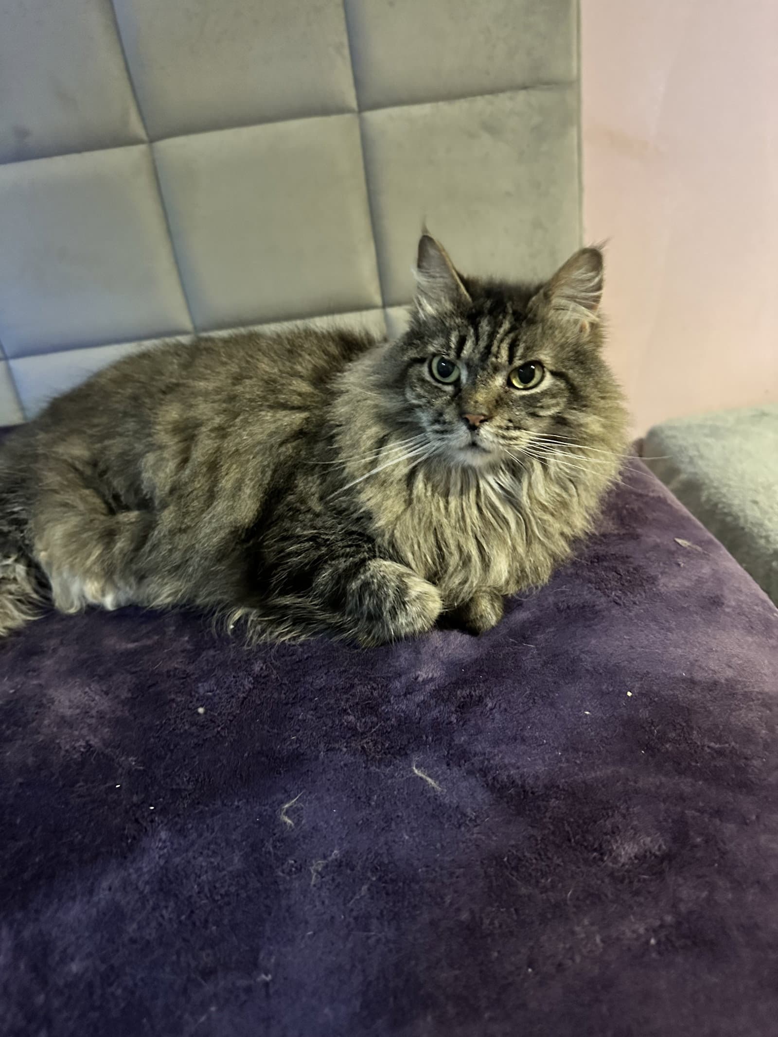 Michonne - Domestic Medium Hair