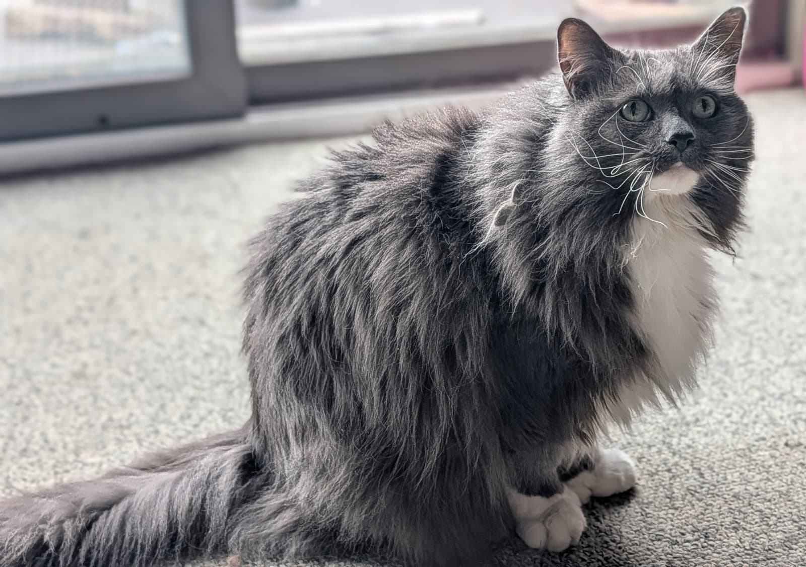 Ruby Sparkles Courtesy Listing - Maine Coon