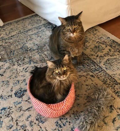 Stella Courtesy Listing - Maine Coon