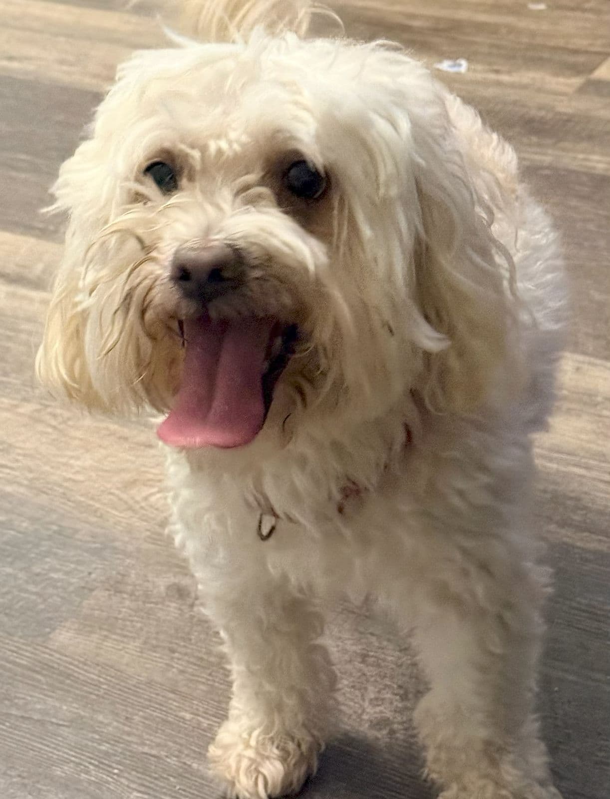 Maui - Maltese