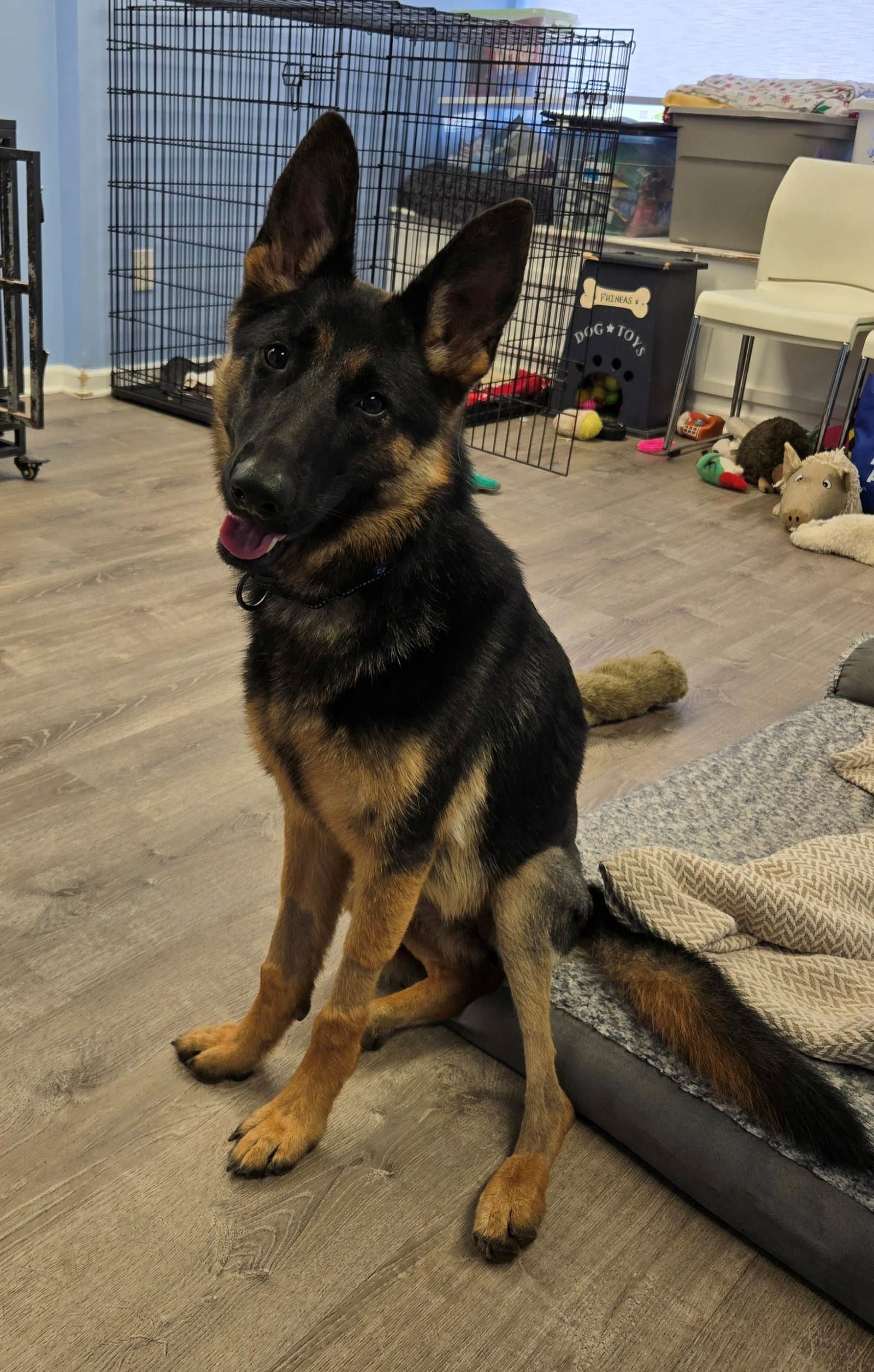 Layla - German Shepherd Dog