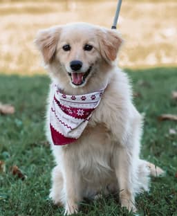 Cooper image 2