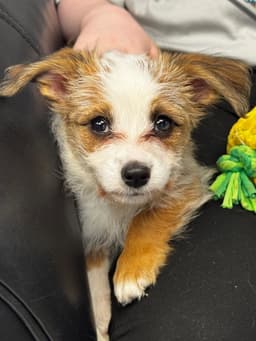 Daisy image 2