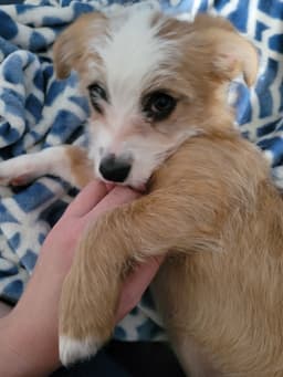 Daisy image 1