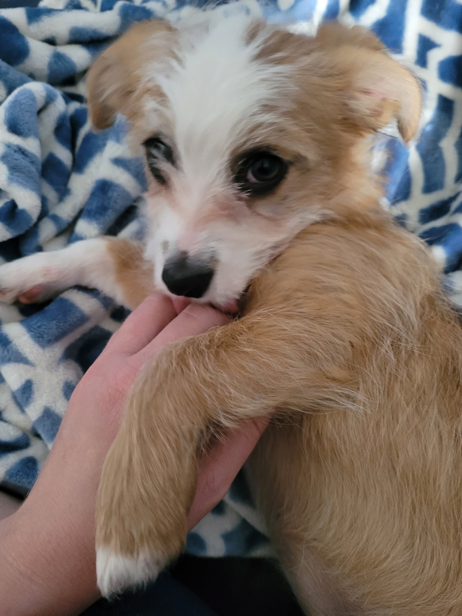 Daisy - Terrier