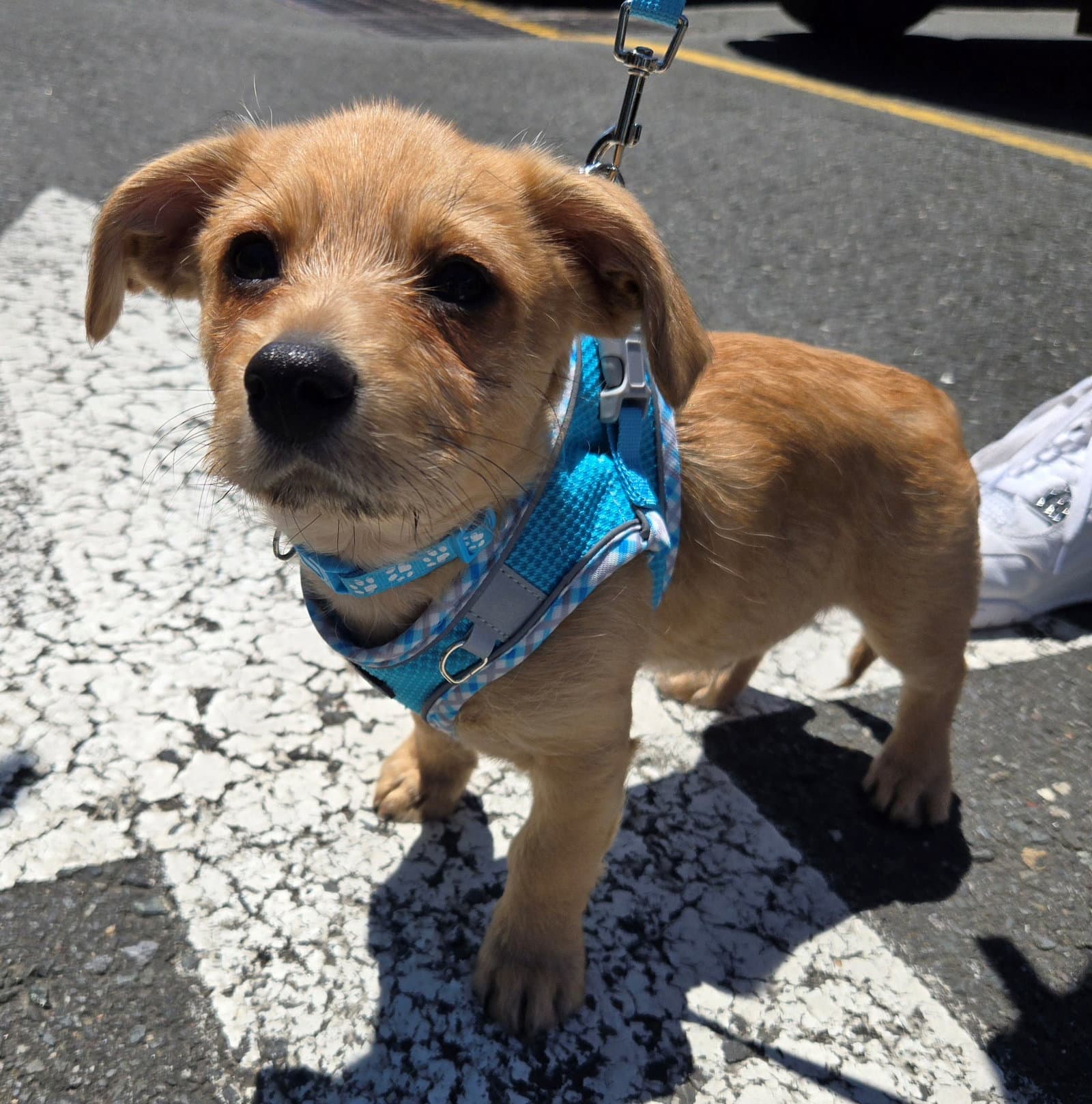 Puddles - Terrier