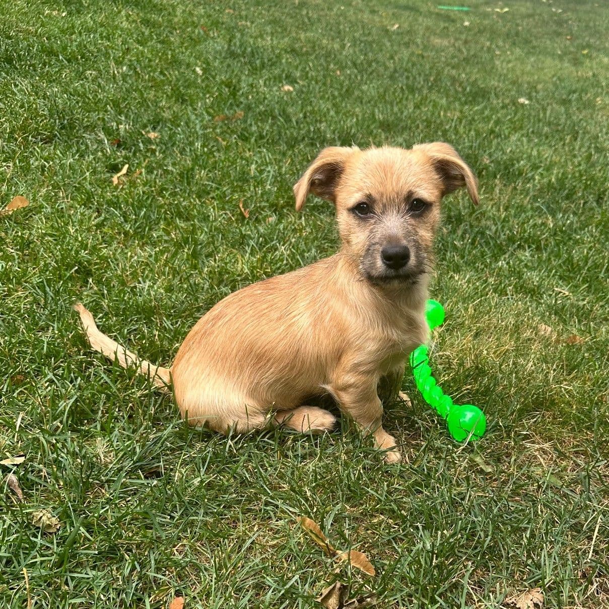 Oakley - Terrier
