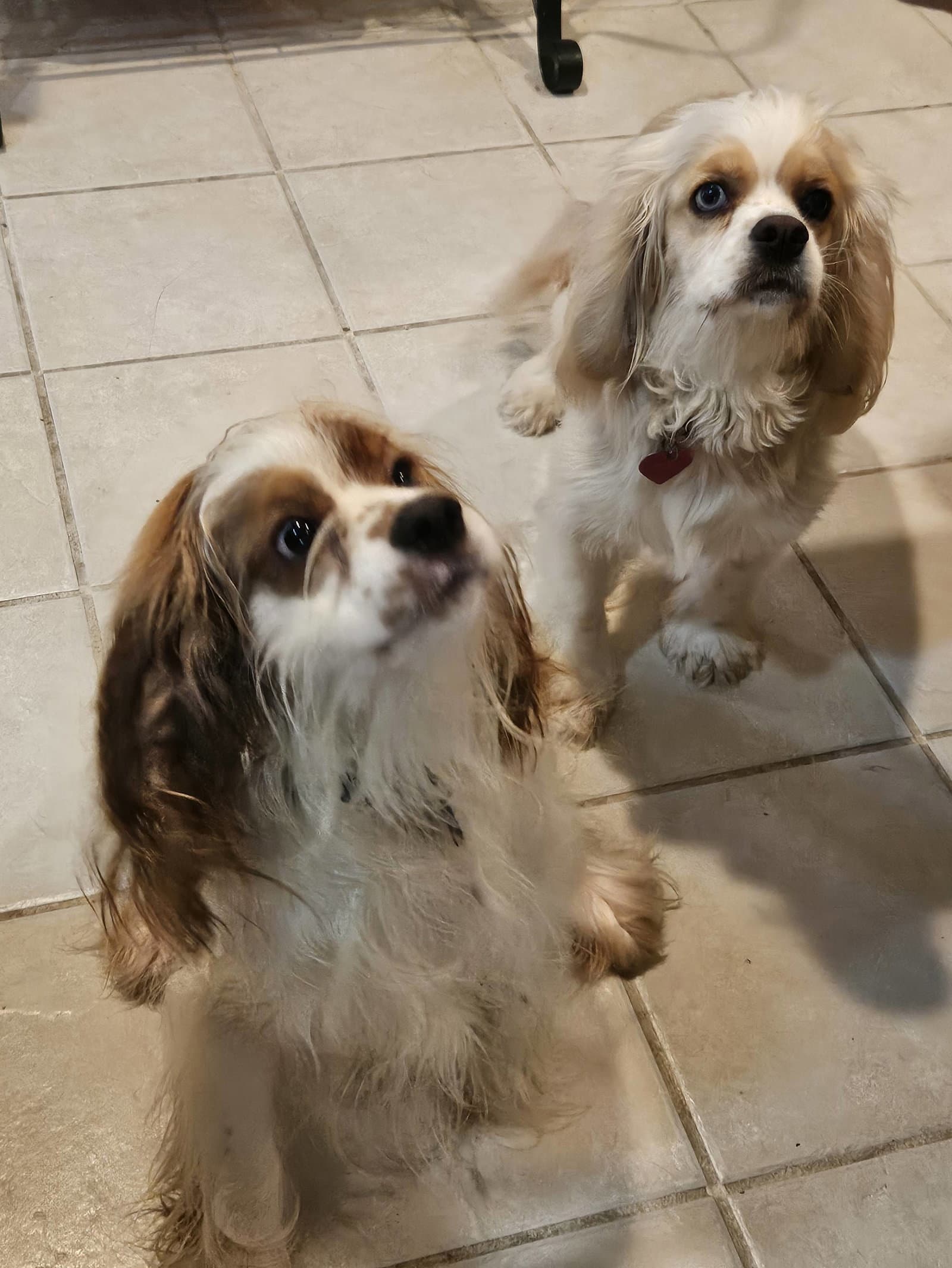 Jack And Jill - Spaniel