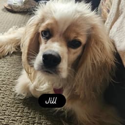 Jack And Jill image 3