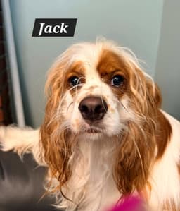 Jack And Jill image 4
