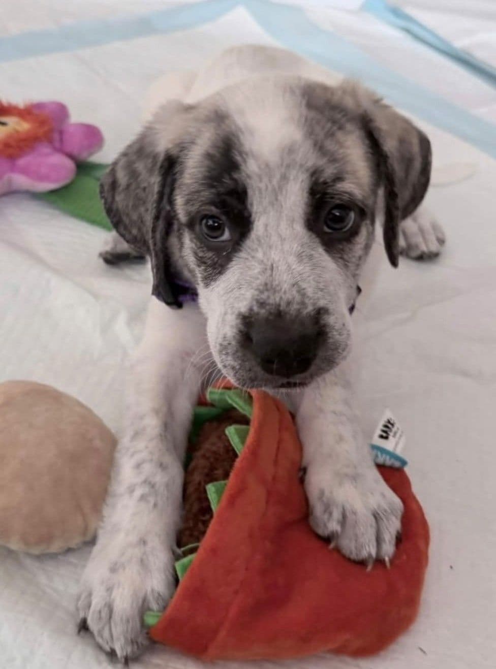 Lennon - Great Pyrenees