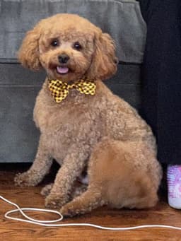 Toby image 1