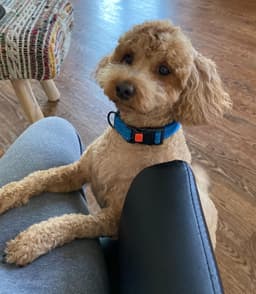 Toby image 2