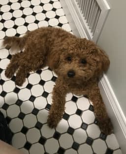 Toby image 3