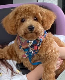 Toby image 4