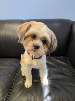 Muneca Dolly image 1