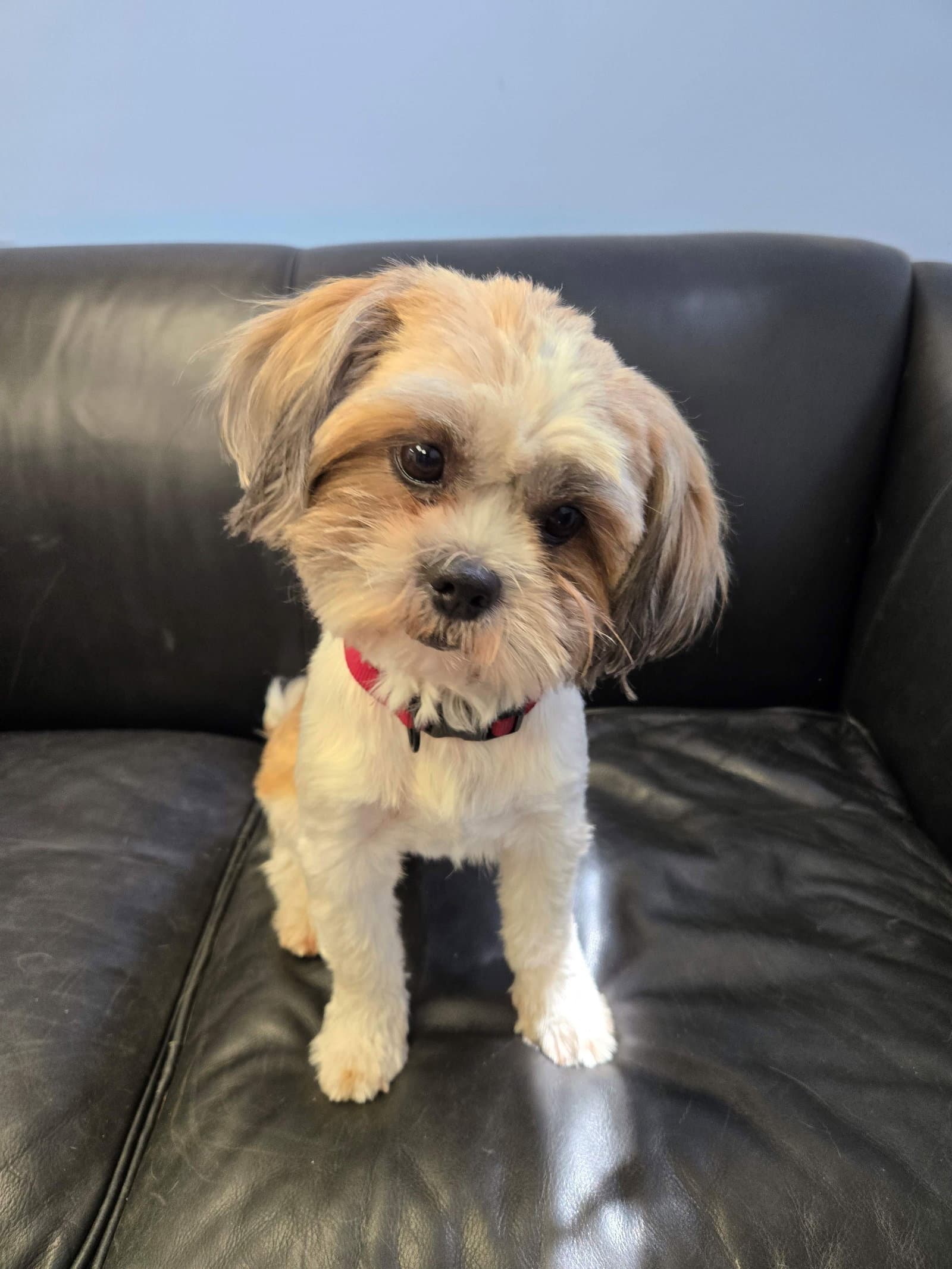 Muneca Dolly - Shih Tzu