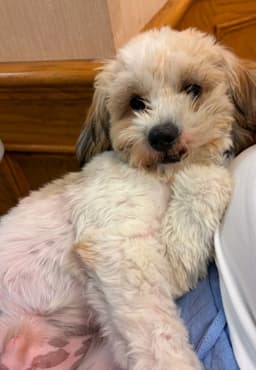 Roscoe image 2