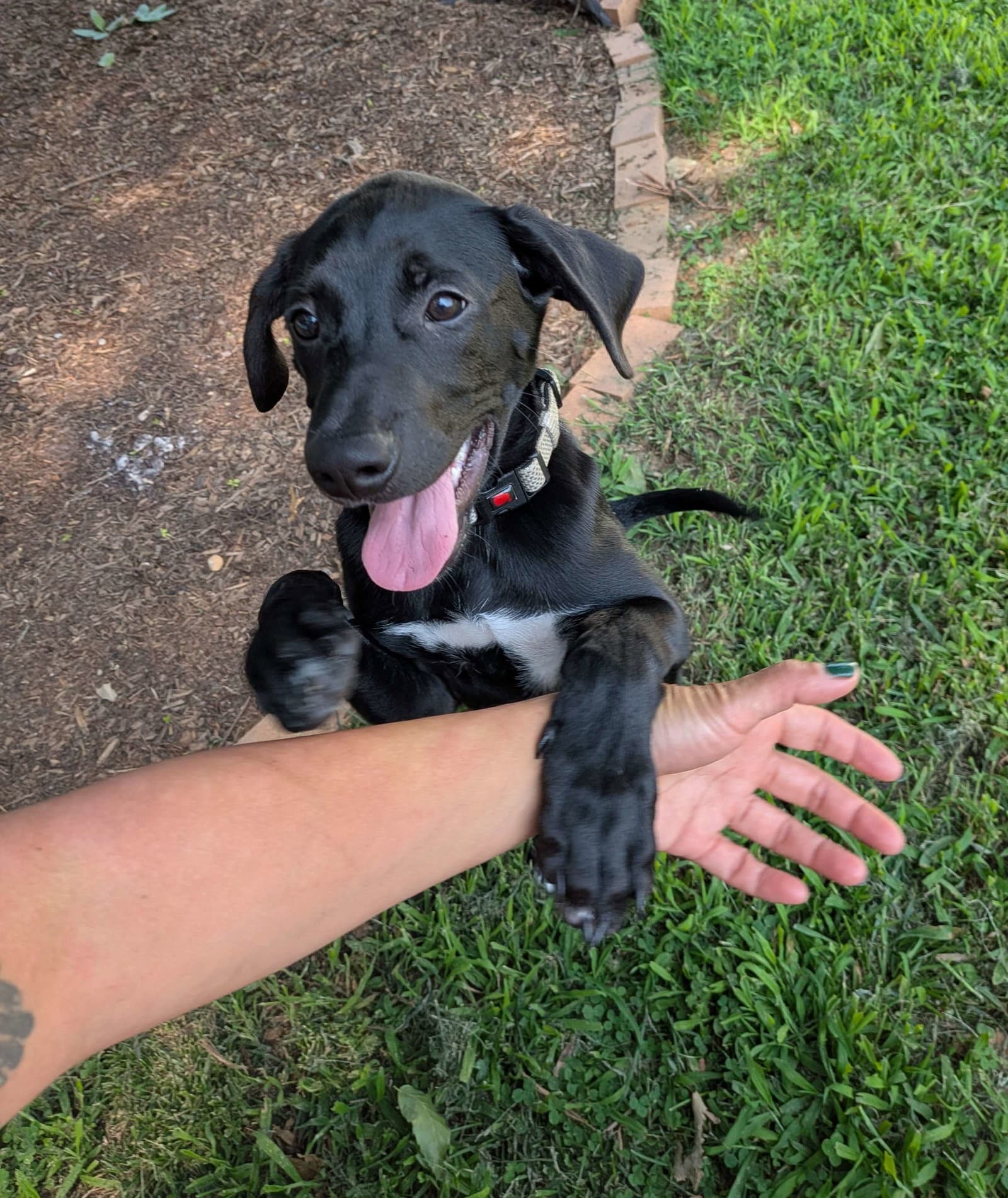 Cole - Hound Mix