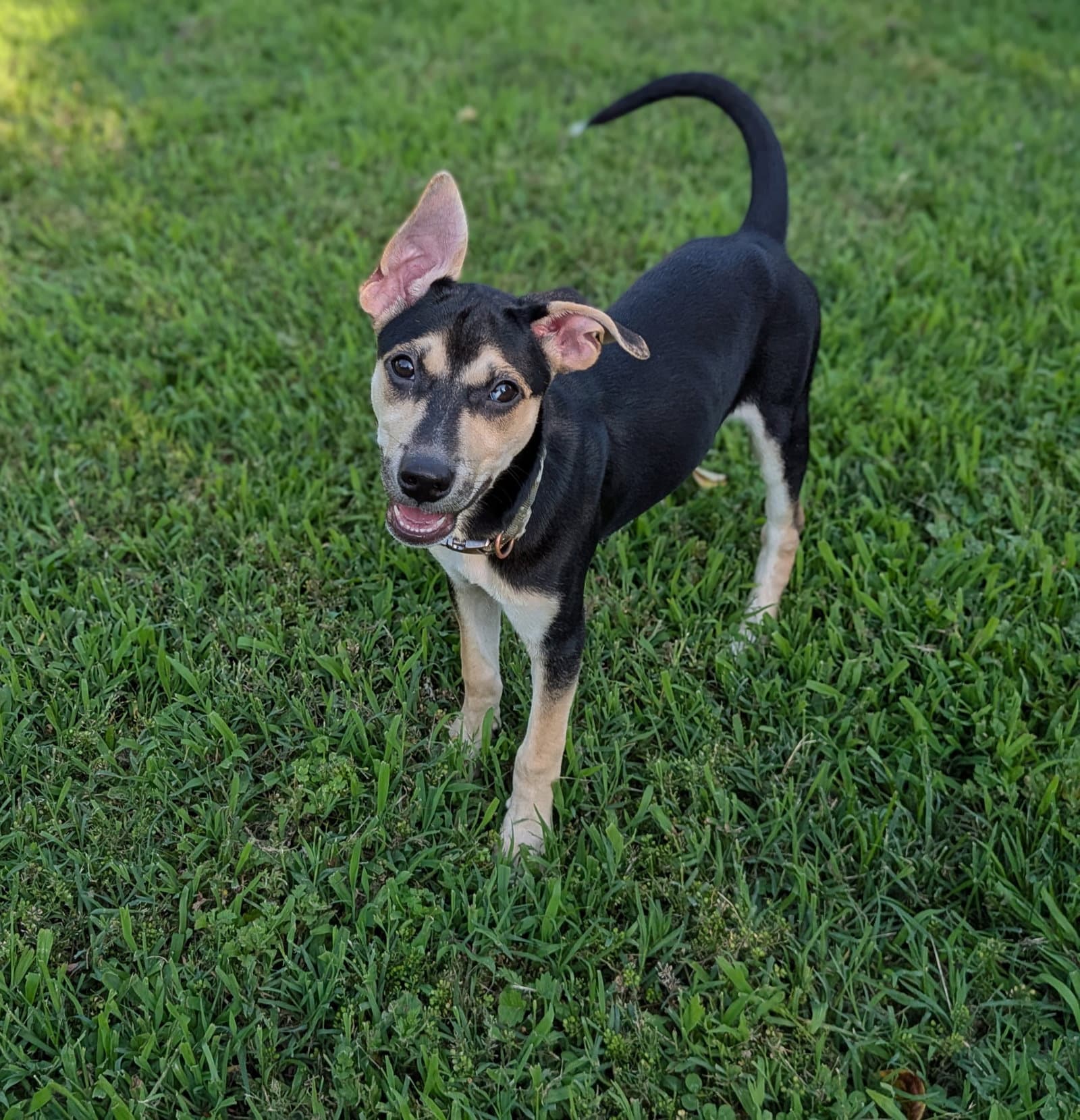 Unknown - Hound Mix