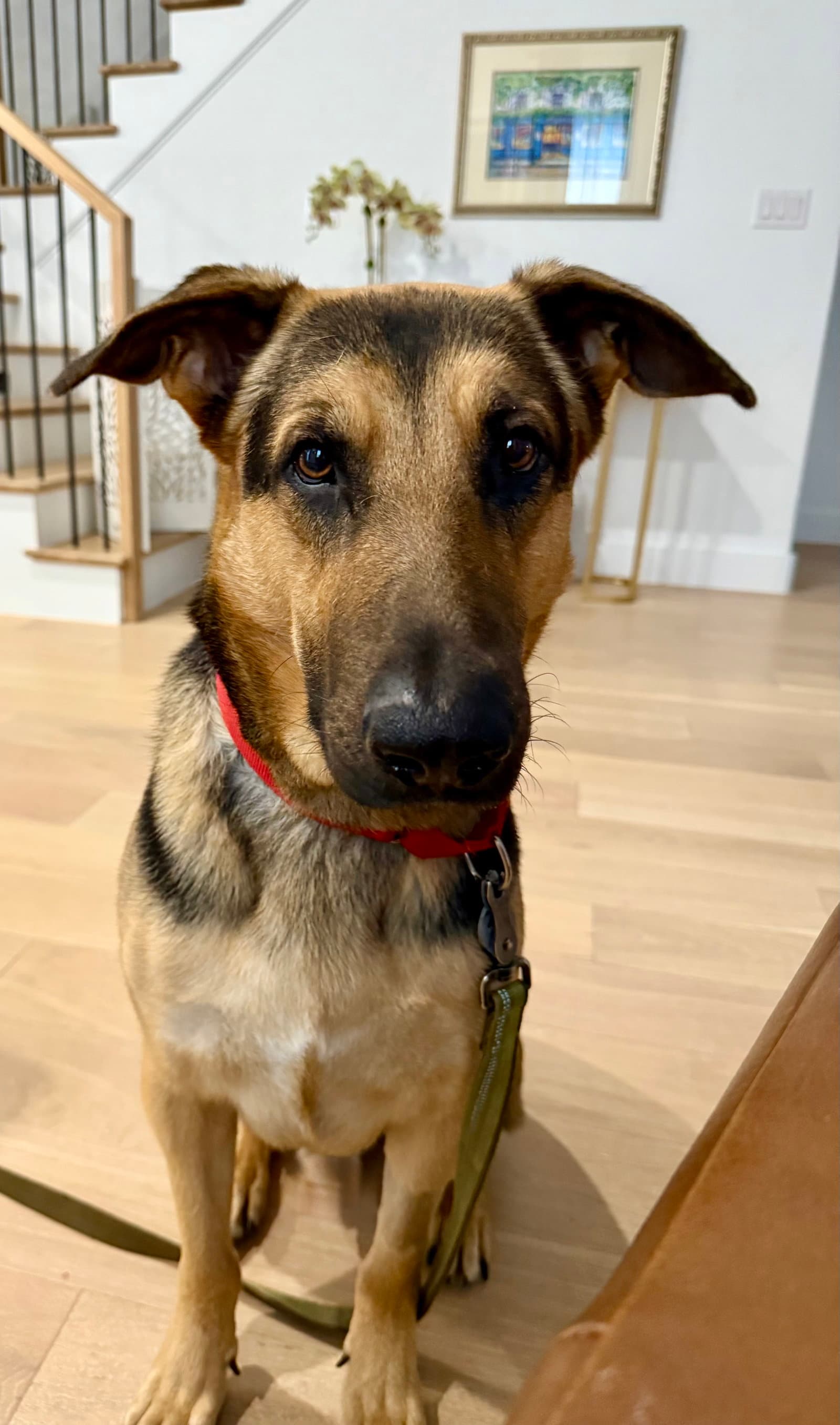 Mochi - German Shepherd Dog