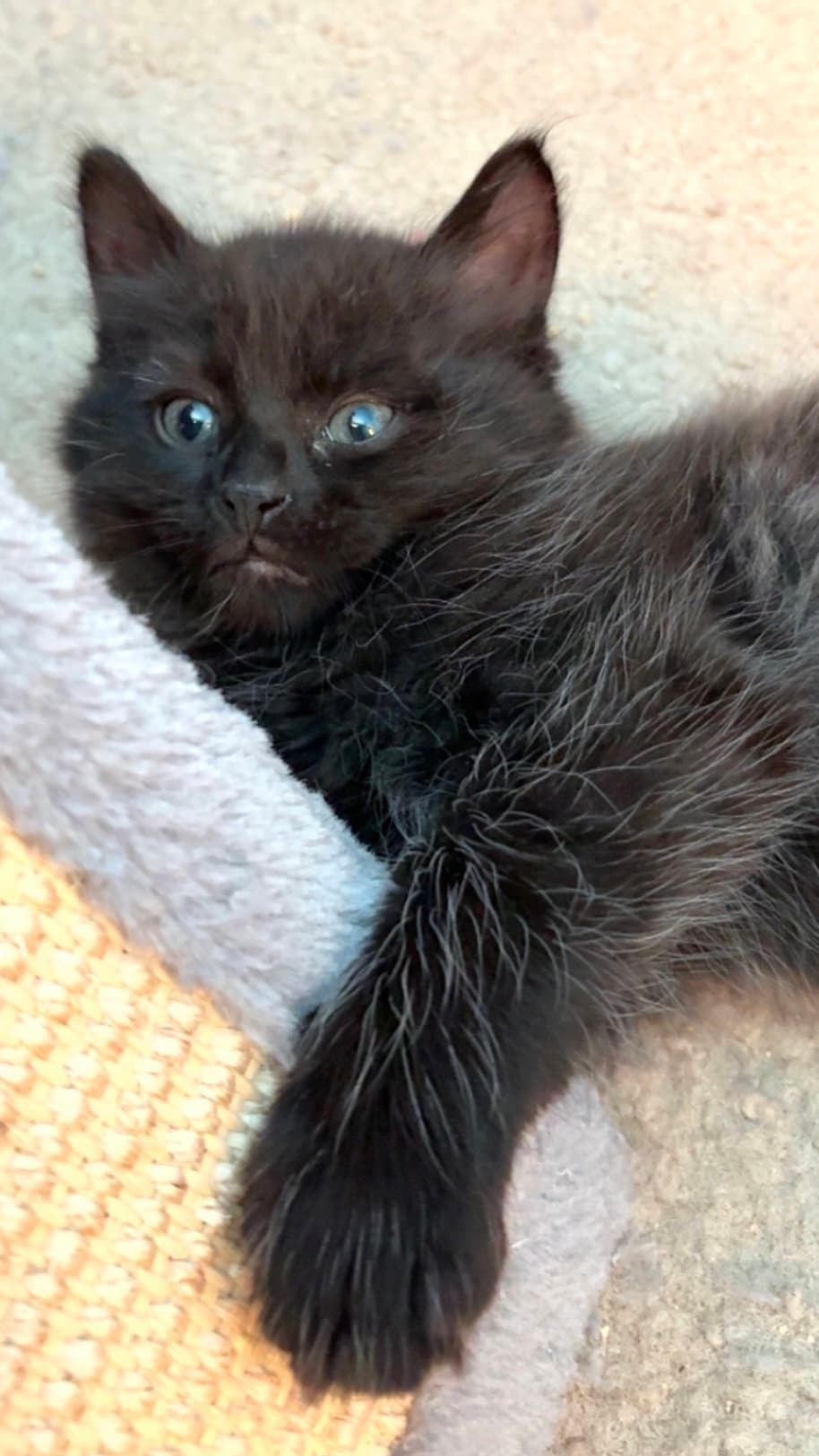 Fluffy Bonded With Midnight - Domestic Long Hair