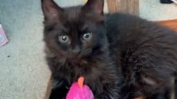 Fluffy Bonded With Midnight image 3