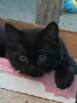 Fluffy Bonded With Midnight image 4
