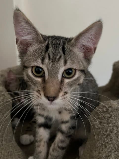 Clifford - Domestic Short Hair